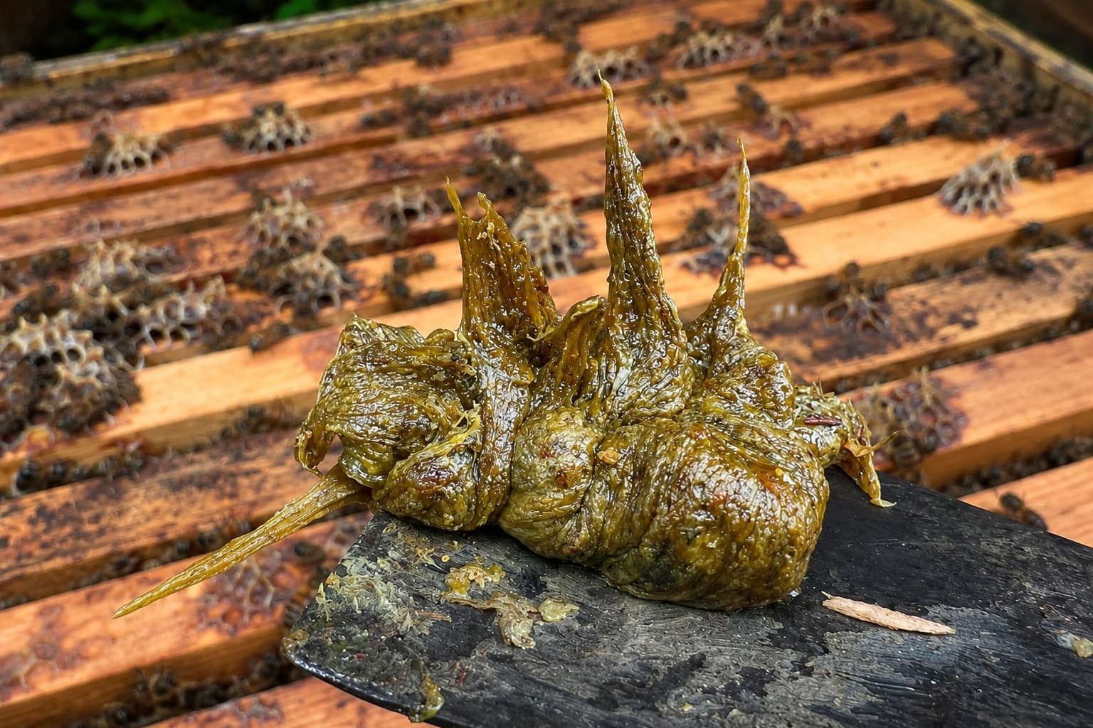 Raw Propolis