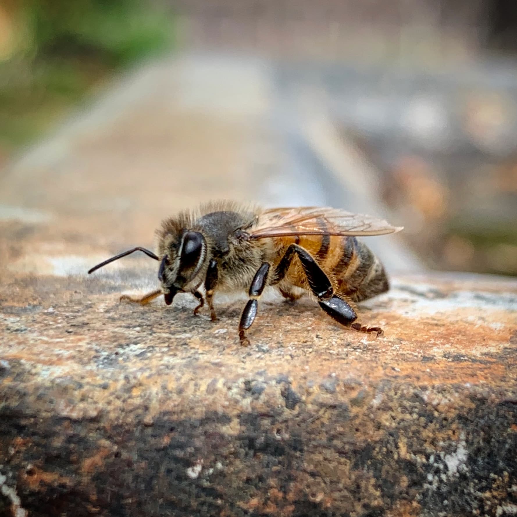 Raw Propolis