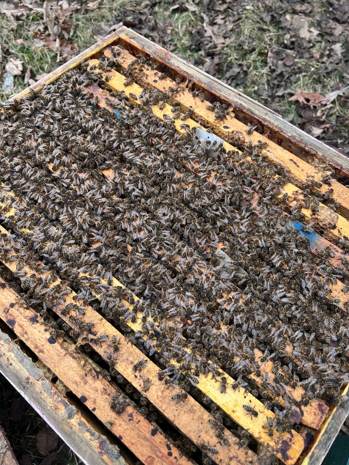 A thriving open hive